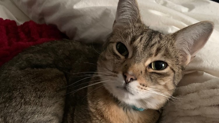 California cat missing for nearly a decade, found 1,000 miles away in North Idaho