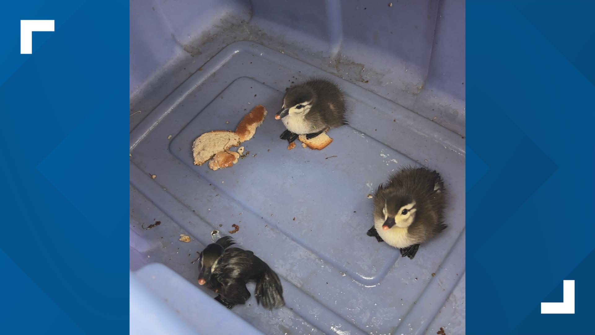 VIDEO: Crews in Florida rescue baby ducks from storm drain | thv11.com