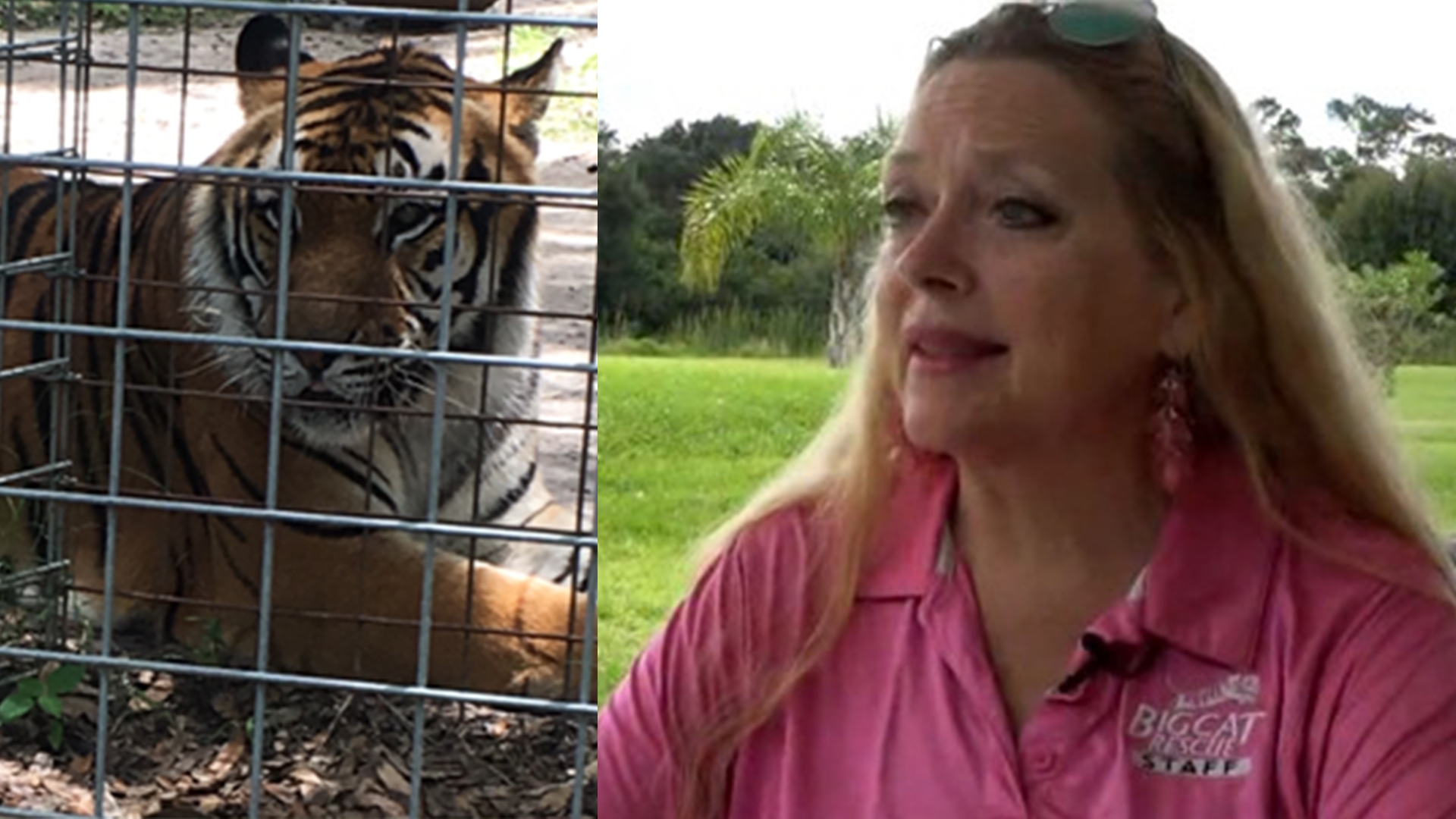 Big Cat Rescue from 'Tiger King' to townhomes, apartments(02)