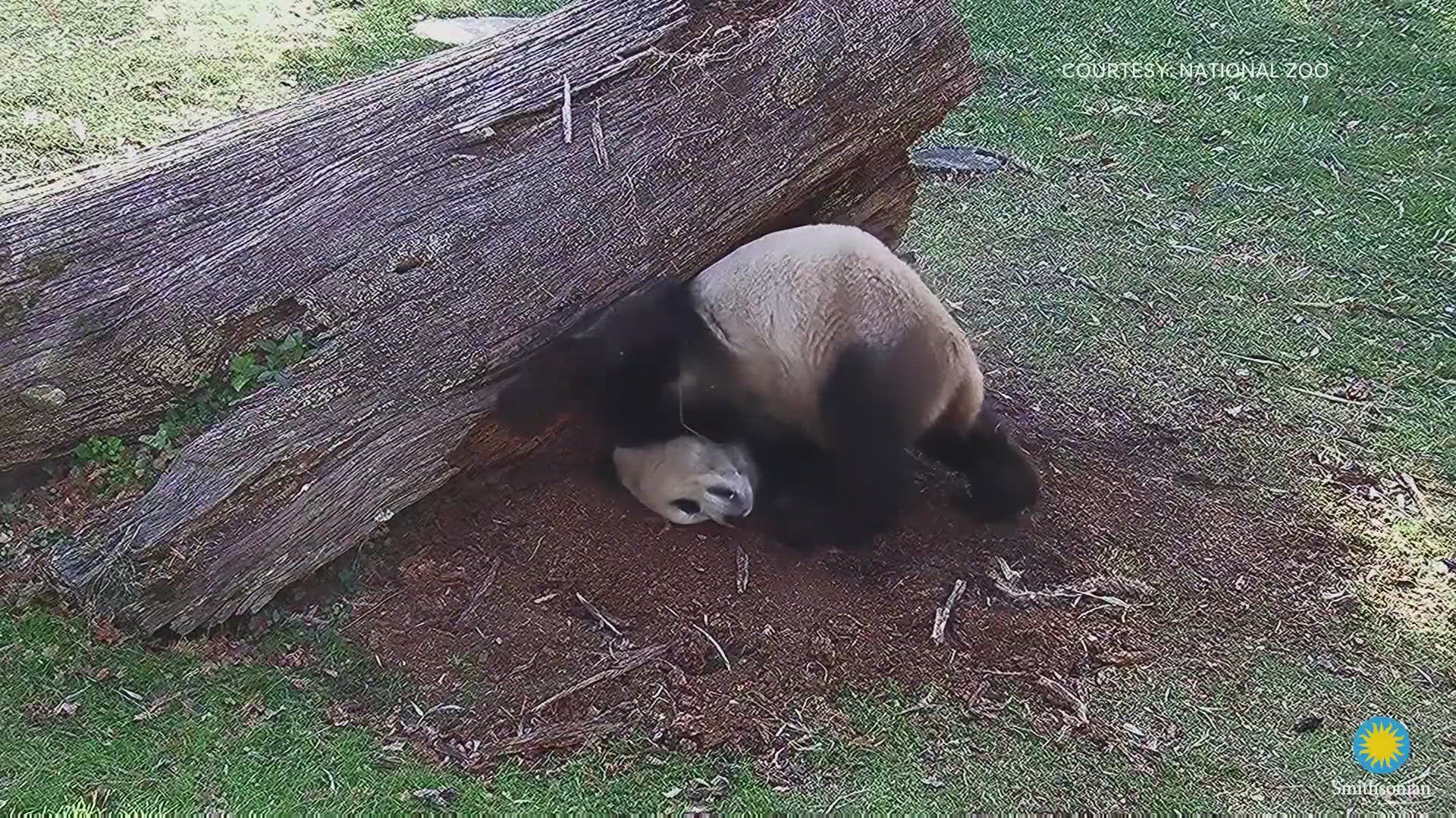 National Zoo pandas share their first date during chat through 'howdy ...