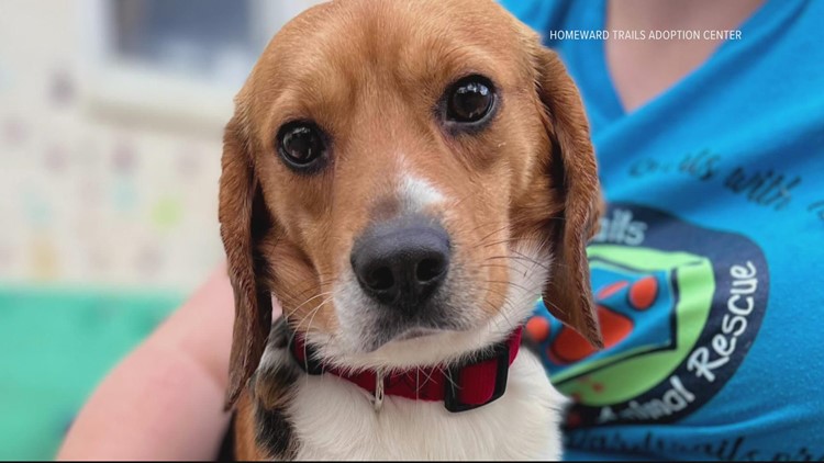 Mission accomplished: All 4,000 beagles rescued from breeding facility