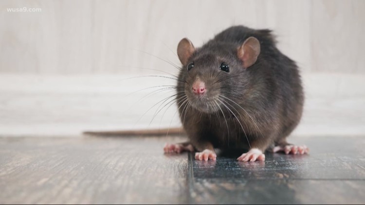 Oh Rats! | Rodent caused power outage for thousands of people