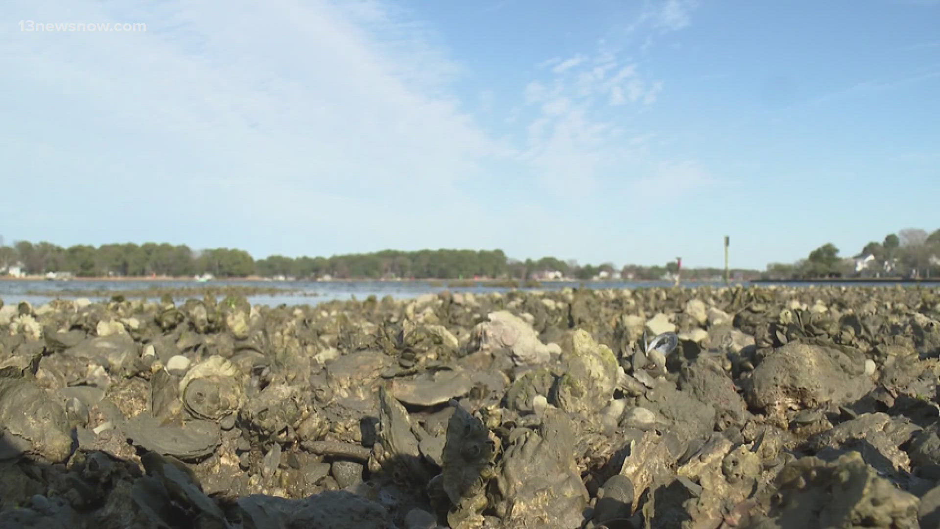 Scientists, marine life experts and shellfish farmers are baffled by a phenomenon known as "sudden unexplained mortality syndrome" afflicting oyster populations.