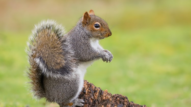 Squirrel causes power outage for over 10,000  customers