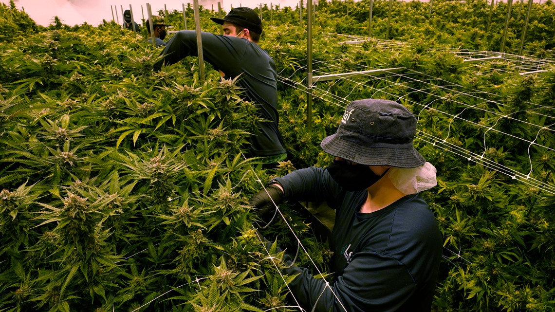 Medical marijuana industry in Arkansas here to stay - Vimarsana News