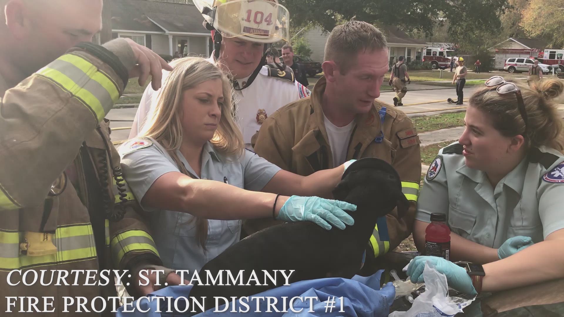 Firefighters and other first responders saved the dog using an oxygen mask.