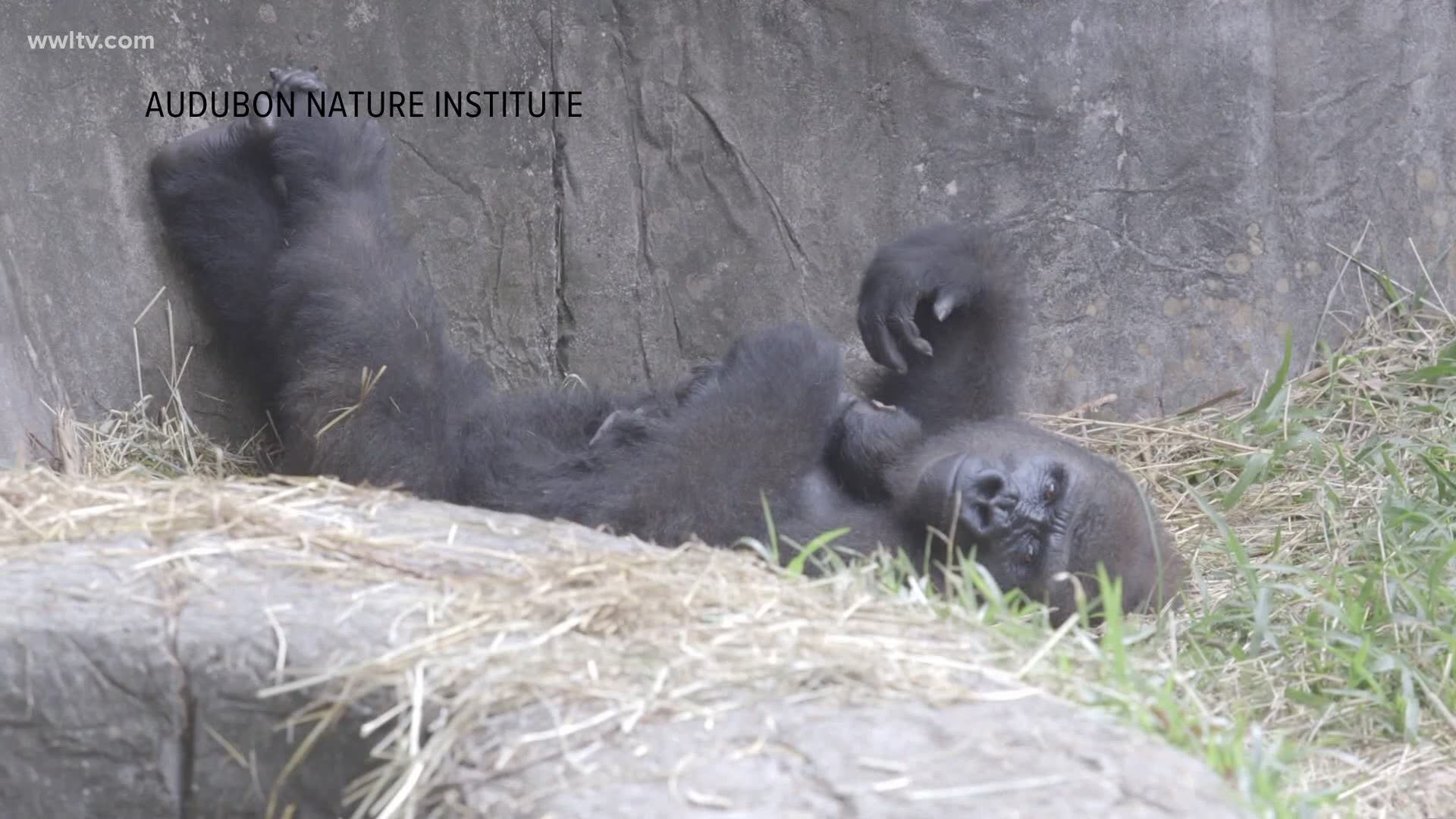 The Audubon Zoo said the six-day-old infant gorilla died Wednesday after staff noticed it seemed lethargic and weak in the arms of its mother, Tumani.