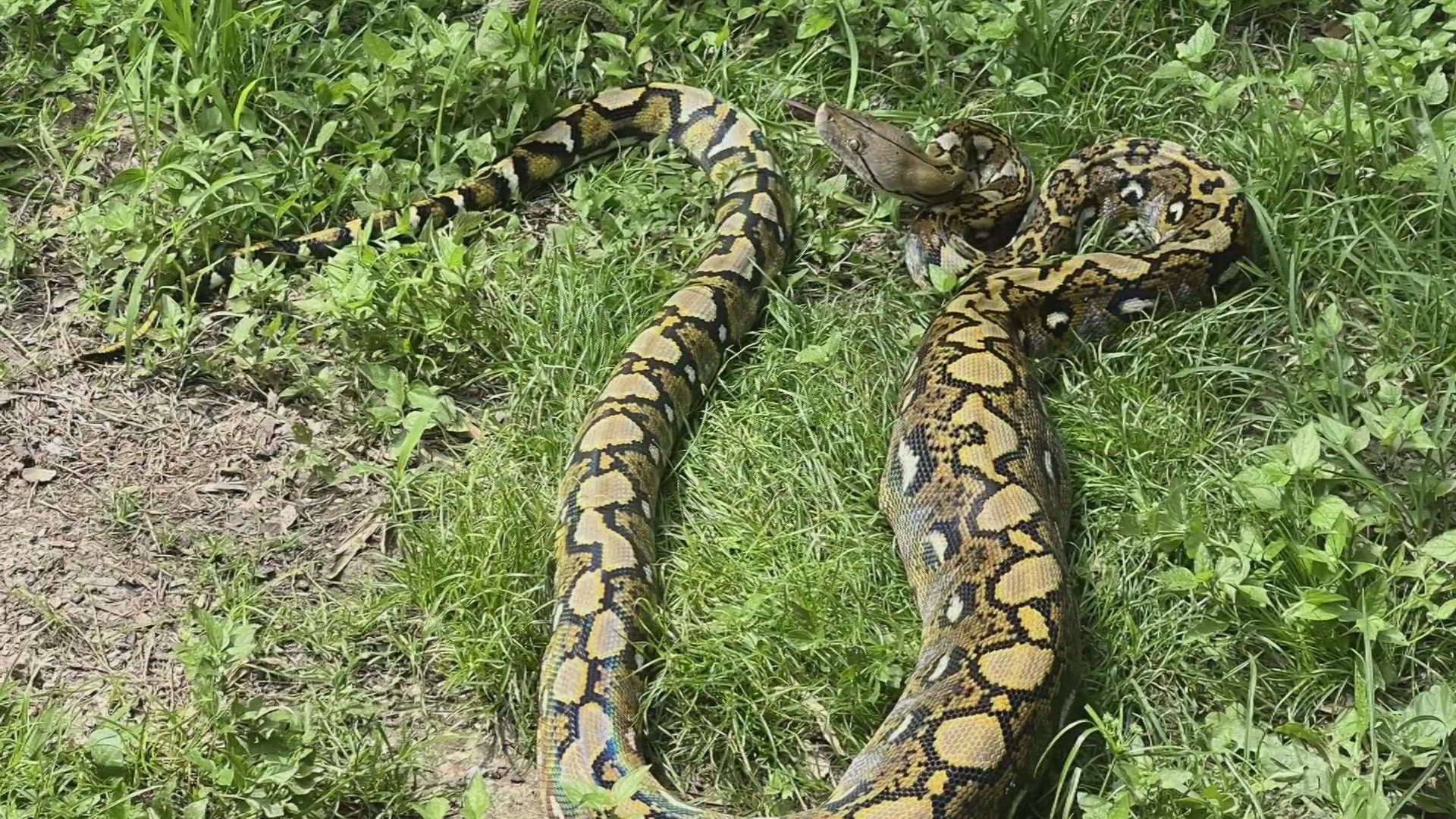 Can you imagine stumbling upon a 12-foot python in your backyard? That's what happened to a Houma man over the weekend. WWL Louisiana's Paul Murphy with the story.