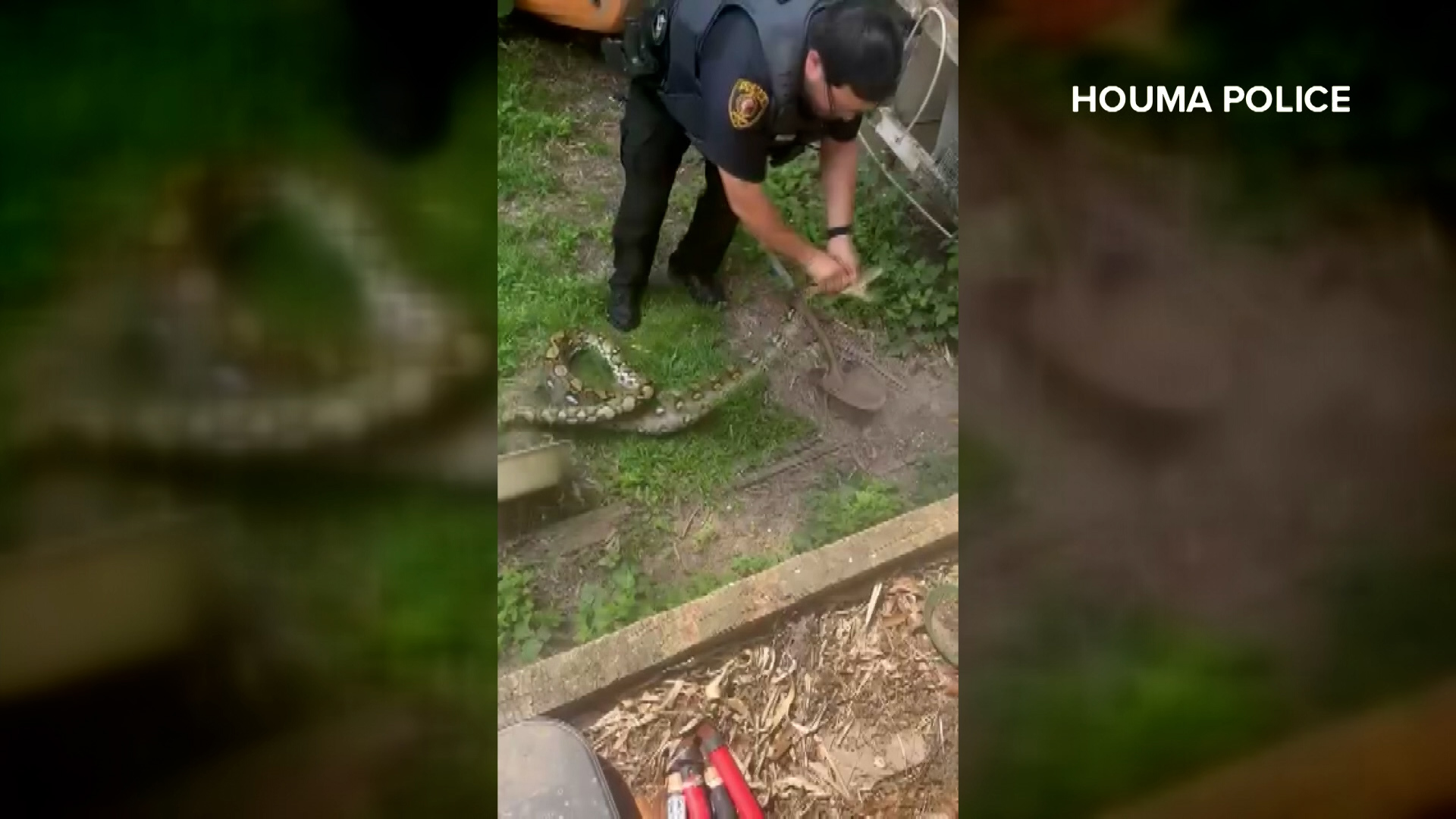 Saturday, Bradley Lirette called Houma PD when he found a 12-foot python that had slithered out of the bayou behind his house. The capture was caught on video.