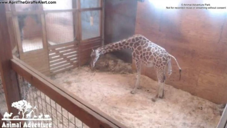 Watch live: Meet April the Giraffe's new calf!