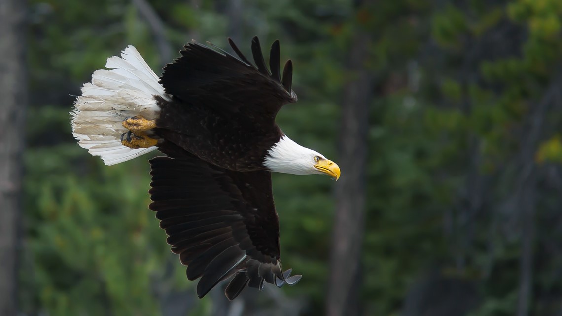 Arkansas Game and Fish looking for info on bald eagle shooting | thv11.com