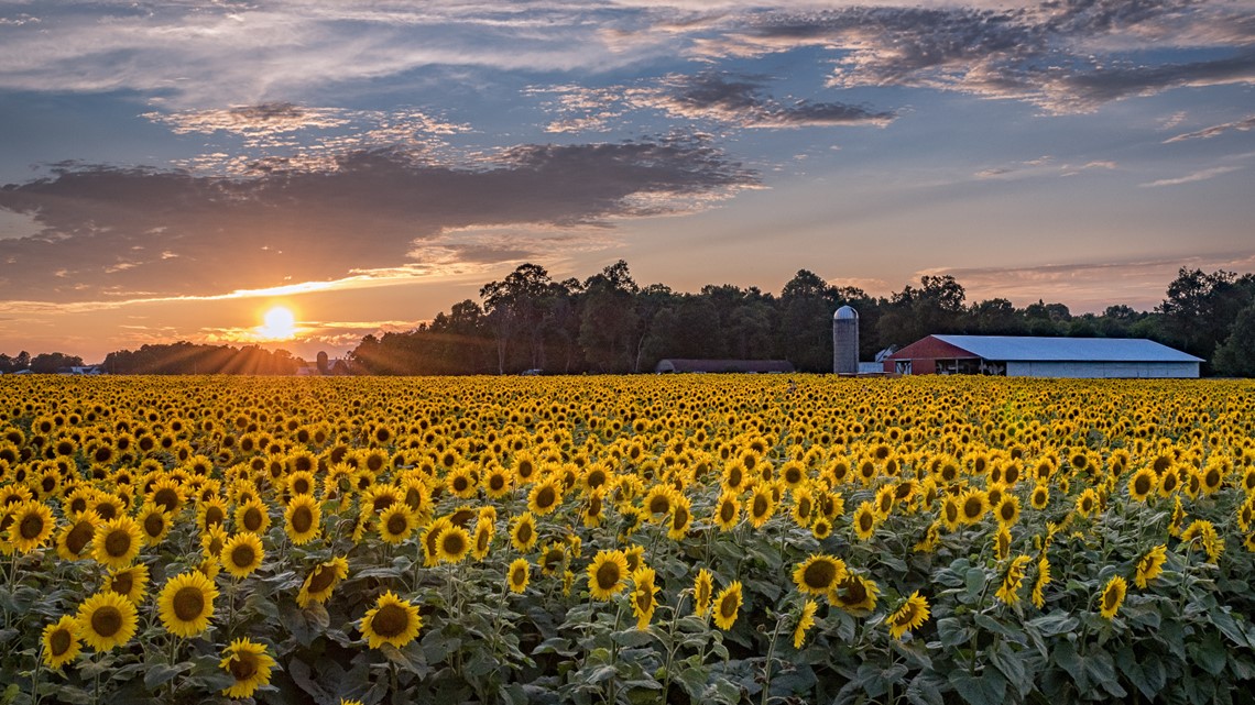 Massive Acre Michigan Sunflower Field Blooms For The Season Thv11 Com