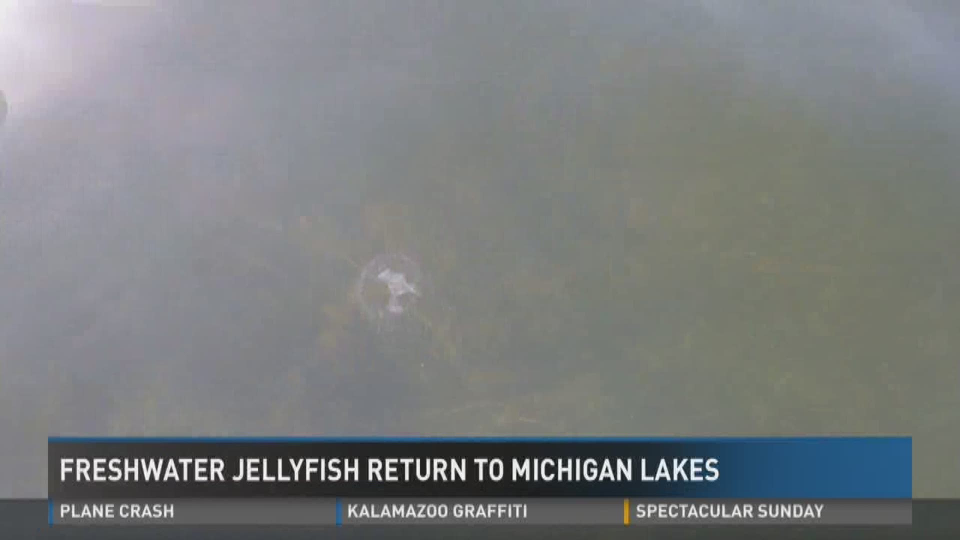 Freshwater jellyfish spotted in Michigan lake