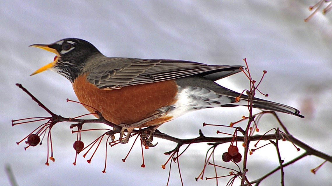 Don't robins fly South? Why am I seeing them in the winter? - Vimarsana News