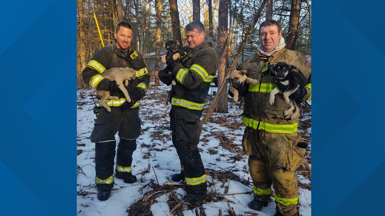 Firefighters save 5 puppies from house fire